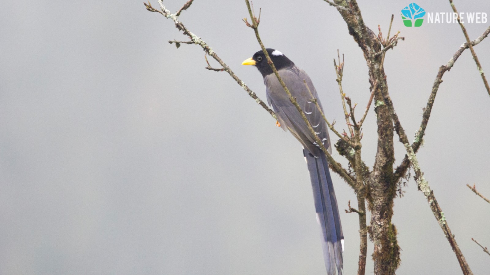 Yellow-billed Blue Magpie